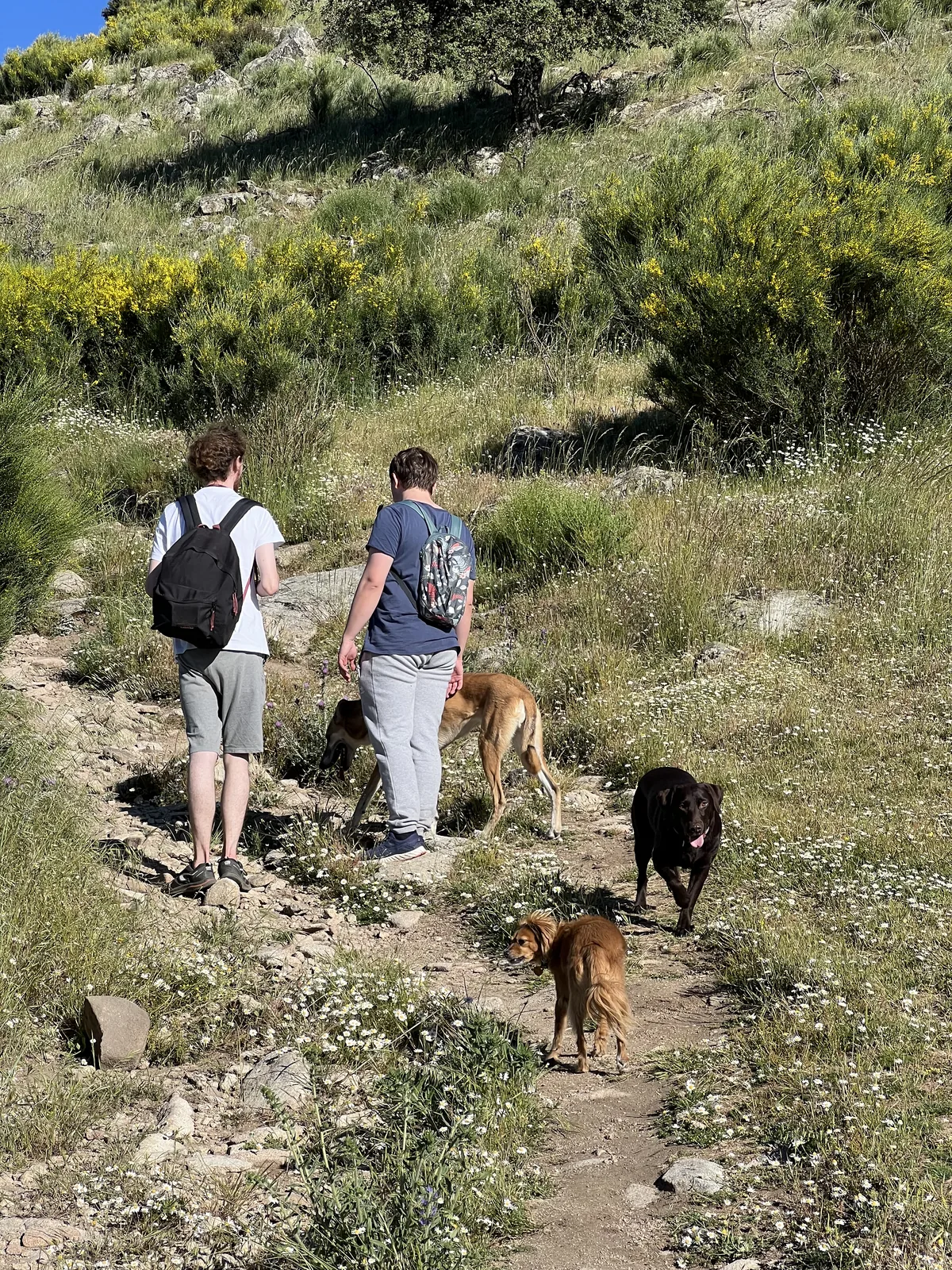 Dos senderistas caminando con perros por un sendero de montaña
