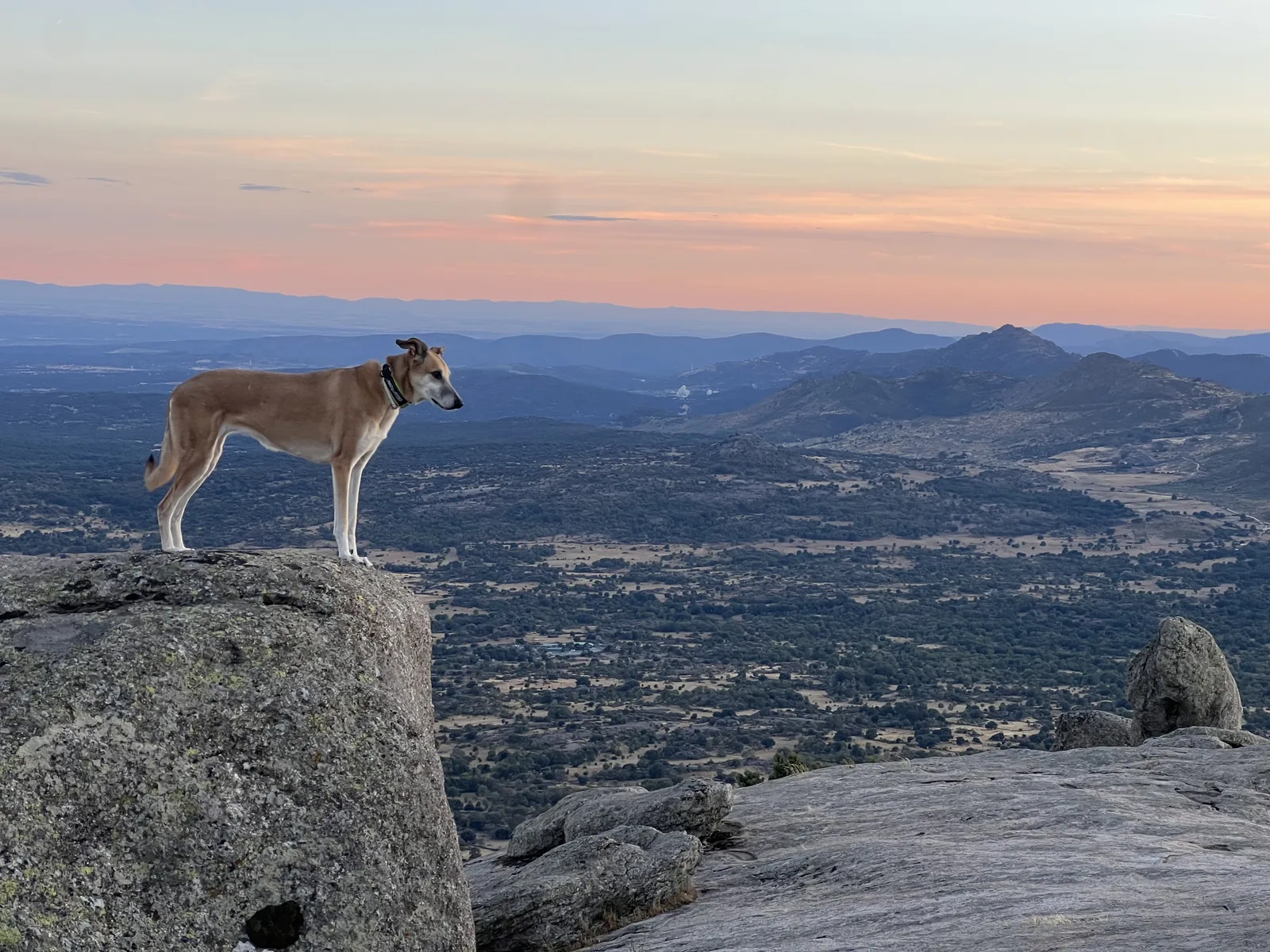 Perro sobre una roca al atardecer en una ruta de montaña