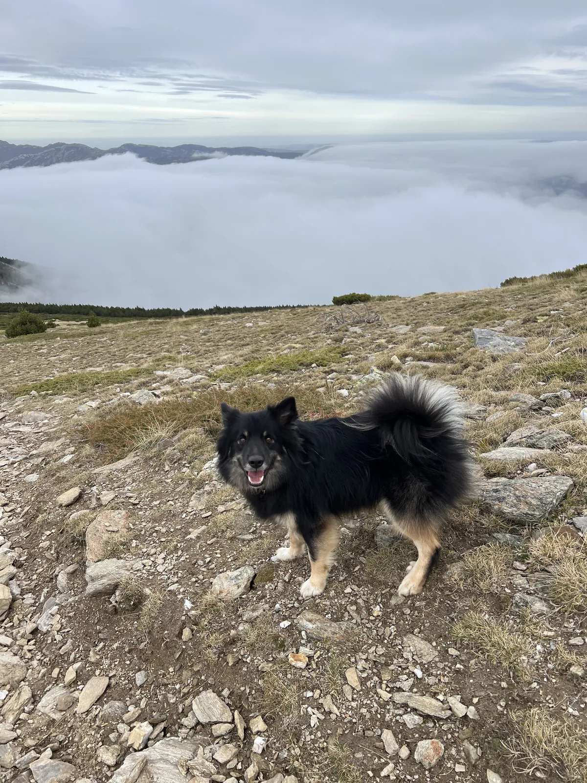 Perro en terreno pedregoso con nubes bajas en la montaña